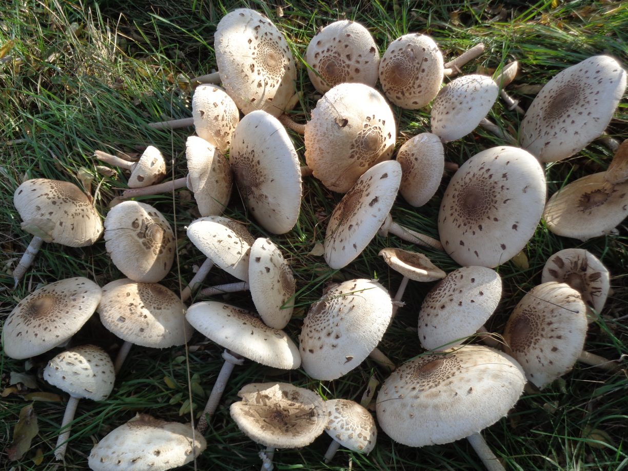 mushroom-hunt
